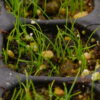 Woolgrass (Scirpus cyperinus) Six-pack - Image 4