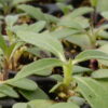 Stiff Sunflower (Helianthus pauciflorus) - Image 4