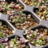 Mountain Mint (Pycnanthemum virginianum) - Image 4