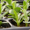 Butterfly Milkweed (Asclepias tuberosa) - Image 4