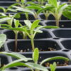 Common Milkweed (Asclepias syriaca) - Image 5