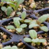 Joe-pye Weed (Eutrochium maculatum) - Image 3