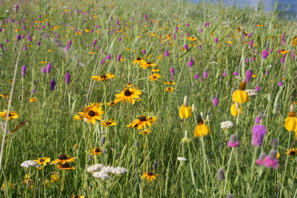 MNL Upland Dry Prairie Mix - Image 3