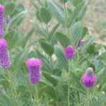 Purple Prairie Clover