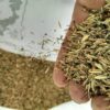 MNL Stormwater Basin Mix - Image 5