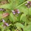 MNL Bee Lawn - Image 8