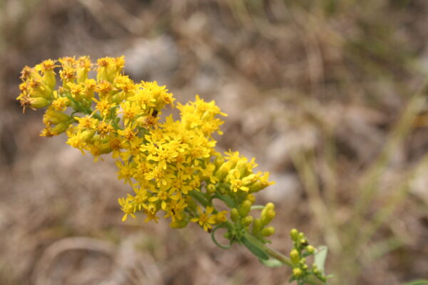 MNL Upland Dry Prairie Mix - Image 5