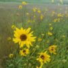 Stiff Sunflower blooming in field