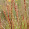 Virginia Wild Rye (Elymus virginicus) Six-pack - Image 2