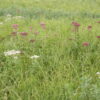 MNL Stormwater Basin Mix - Image 3