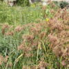 Woolgrass in native habitat