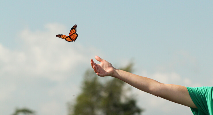 Monarch flying out of person's hand