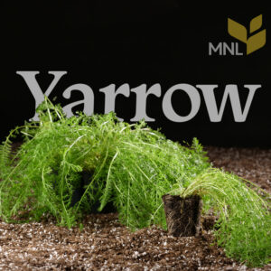 Yarrow (Achillea millefolium) - 72 live plugs (2-tray bundle)