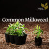 Common Milkweed (Asclepias syriaca) - Image 4