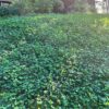 MNL Bee Lawn - Image 3