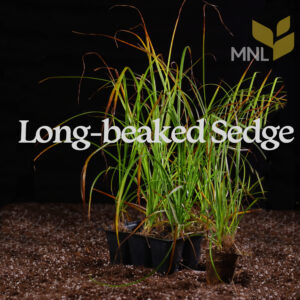 Long-beaked Sedge (Carex sprengelii)