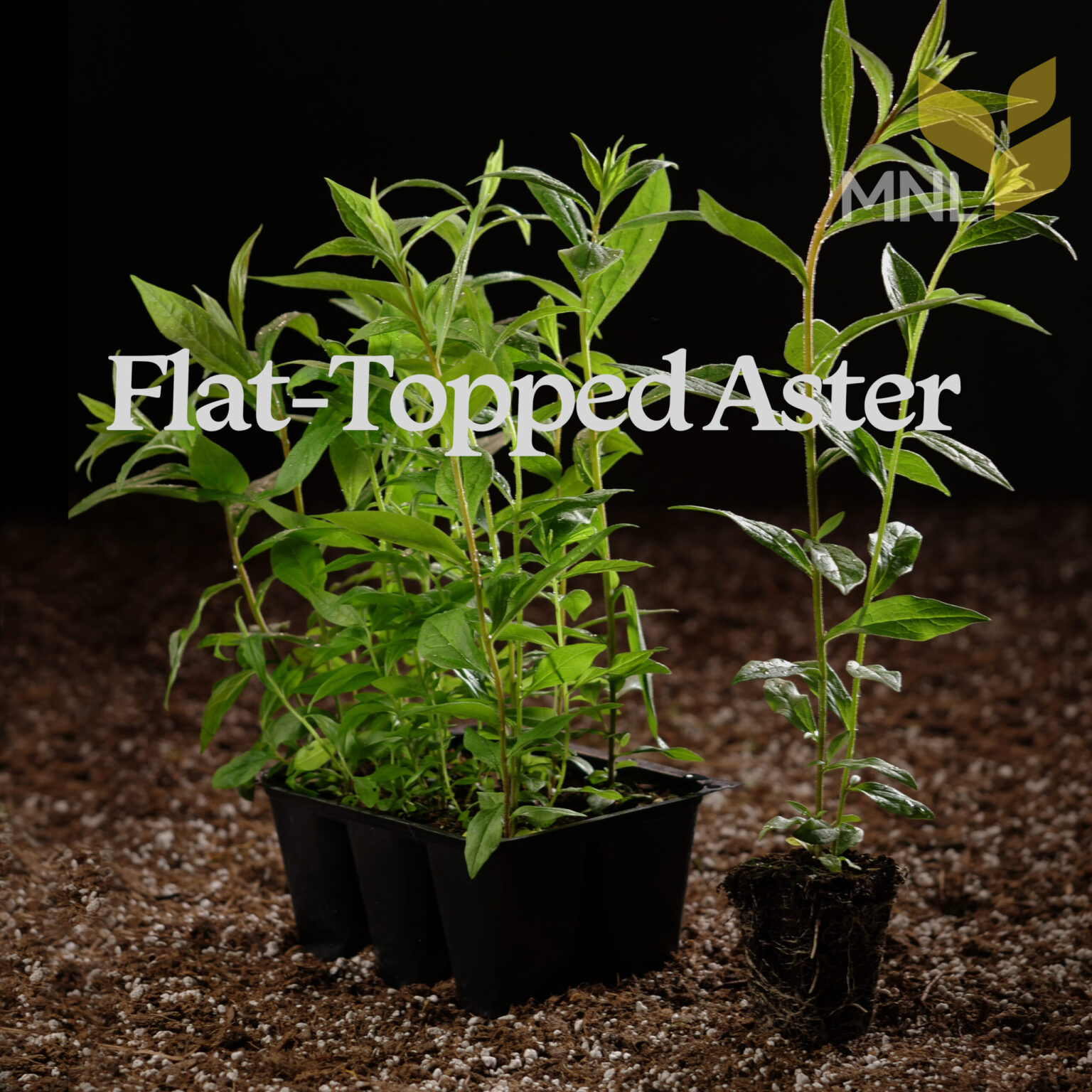 Flat-topped Aster (Doellingeria umbellata) Six-pack