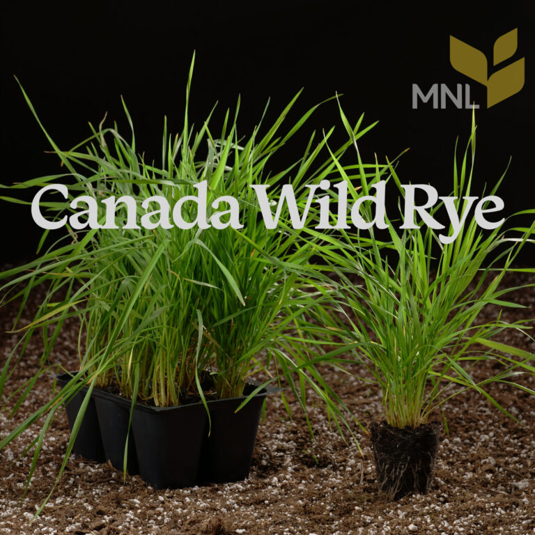 Canada Wild Rye (Elymus canadensis) Six-Pack Plugs | Native Ornamental ...