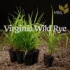 Virginia Wild Rye (Elymus virginicus) Six-pack - Image 4