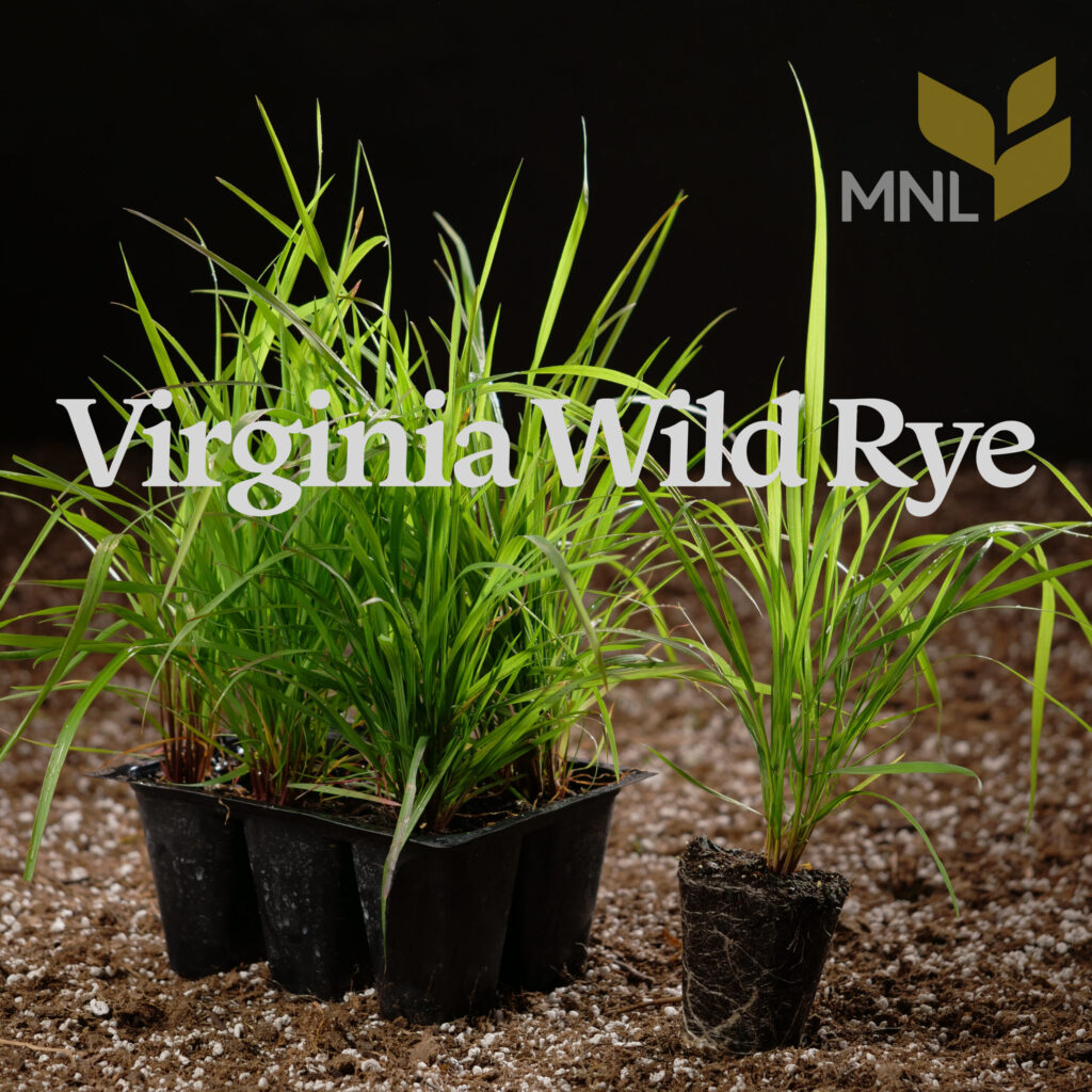 Virginia Wild Rye (Elymus virginicus) | Native Grass for Erosion ...