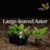 Large-leaved Aster (Eurybia macrophylla) Six-pack - Image 4
