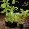 Joe-pye Weed (Eutrochium maculatum) - Image 4