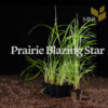 Prairie Blazing Star (Liatris pycnostachya) - Image 6