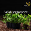 Wild Bergamot (Monarda fistulosa) - Image 4
