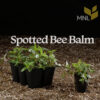Spotted Bee Balm (Monarda punctata) Six-pack - Image 4