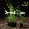Switchgrass (Panicum virgatum) Six-pack - Image 3