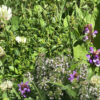MNL Bee Lawn - Image 7