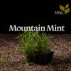 Mountain Mint (Pycnanthemum virginianum) - Image 3