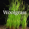 Woolgrass (Scirpus cyperinus) Six-pack - Image 3