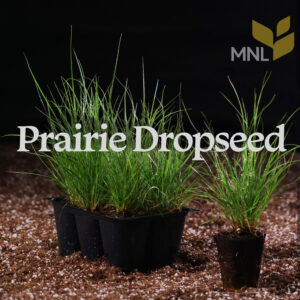 Prairie Dropseed (Sporobolus heterolepis) - 1/8 Pound (seed)