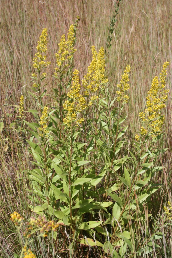 Showy Goldenrod (Solidago speciosa) - Image 6