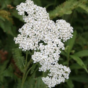 White Yarrow flower clusters