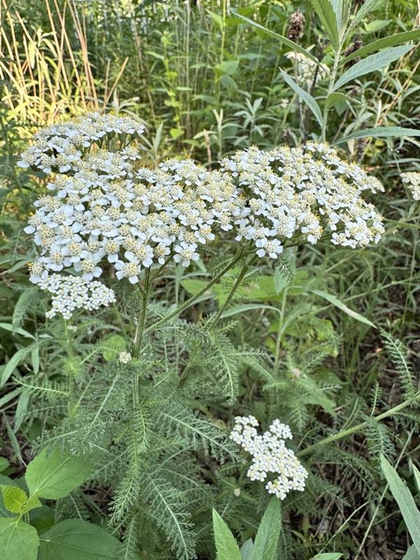 Yarrow (Achillea millefolium) Six-Pack Plugs – Native Perennial