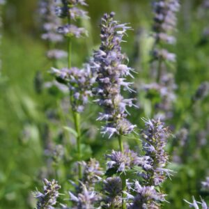 Fragrant Giant Hyssop with purple blooms and leafy green background