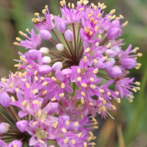 Cluster of Prairie Onion flowers