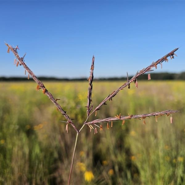 Big Bluestem (Andropogon gerardii)