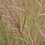 Close up view of Big Bluestem seed head