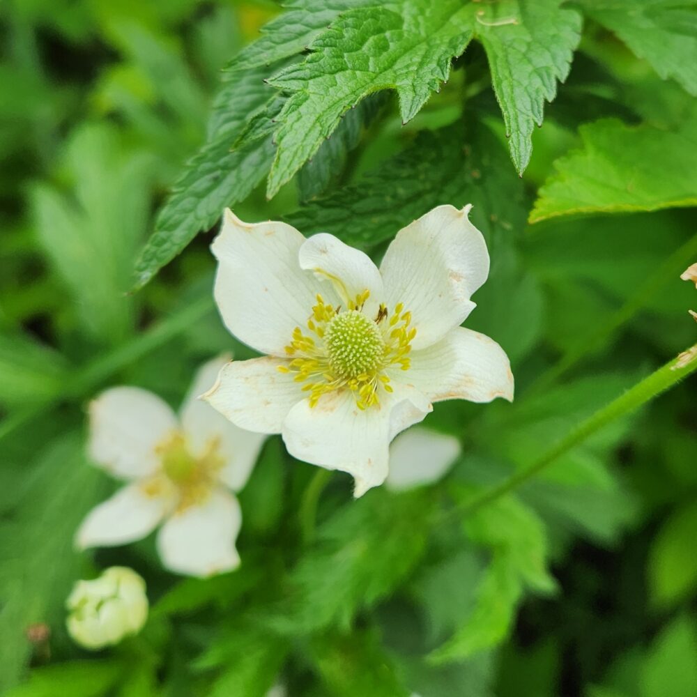Tall Thimbleweed (Anemone virginiana) Six-pack