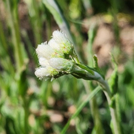 Field Pussytoes (Antennaria neglecta) Six-pack