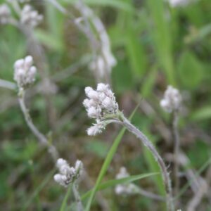 White Field pussytoes blooms