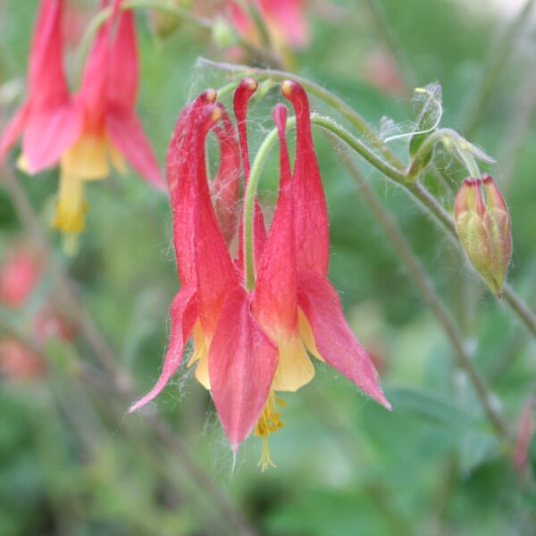 Close view of red columbine flowers