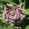 Common Milkweed in full bloom