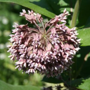 Common Milkweed in full bloom