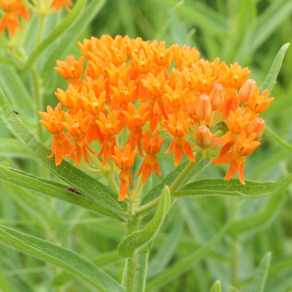 Orange Butterfly Milkweed bloom