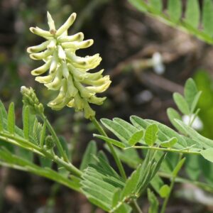 Cream Canada Milk Vetch flowers with foliage