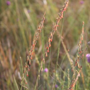 Side Oats Grama plants